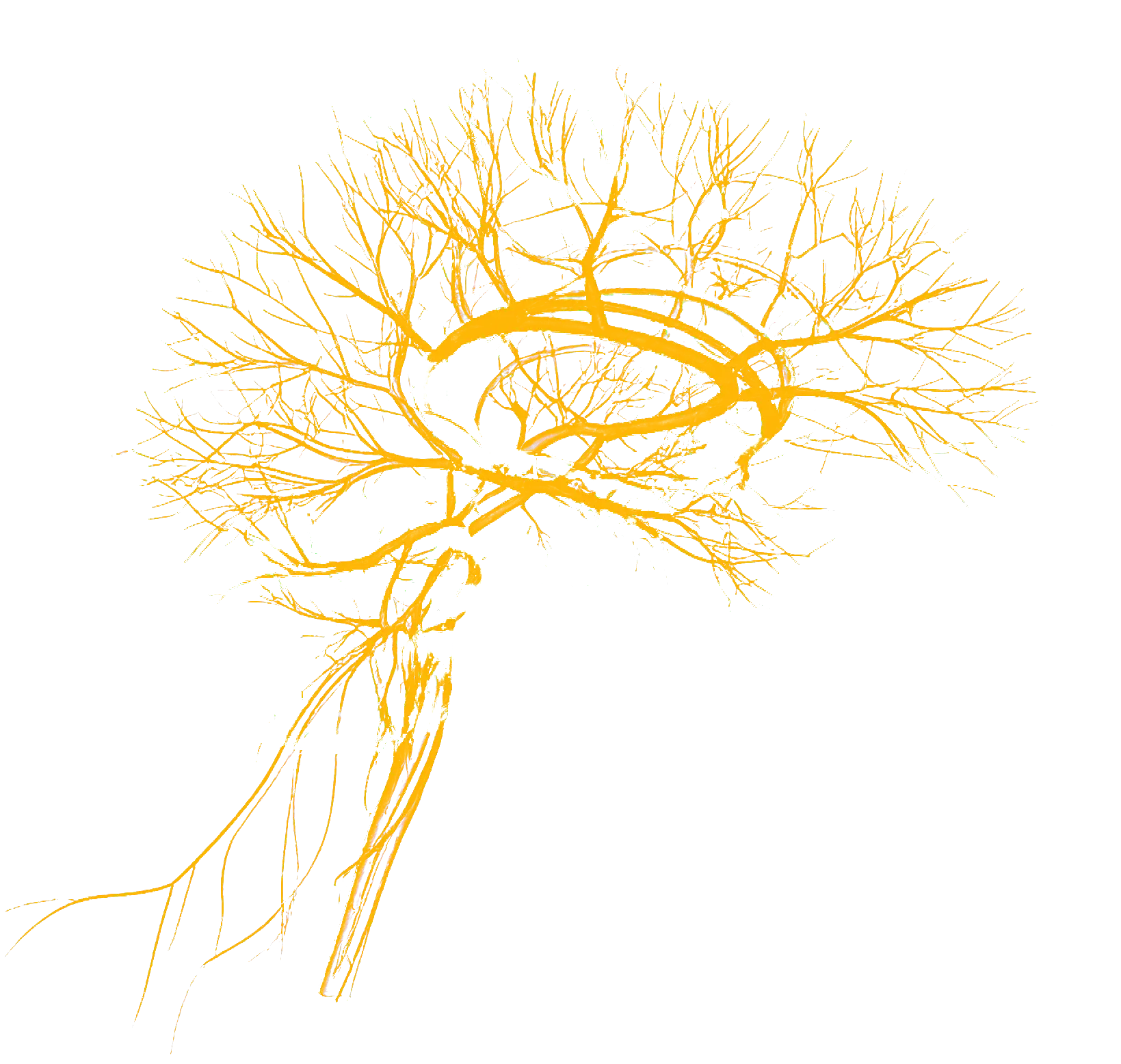 Votre cerveau retient les compétences